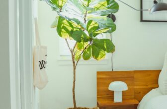 Calm minimal bedroom in soft morning light — fiddle leaf fig plant and warm wooden nightstand, evening wellness routine context