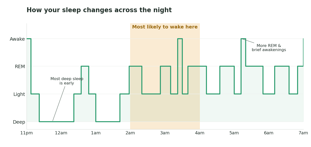 Chart showing sleep stages across the night: deep sleep concentrated in the first half, with more light and REM sleep and brief awakenings in the second half, around 2 to 4 AM.