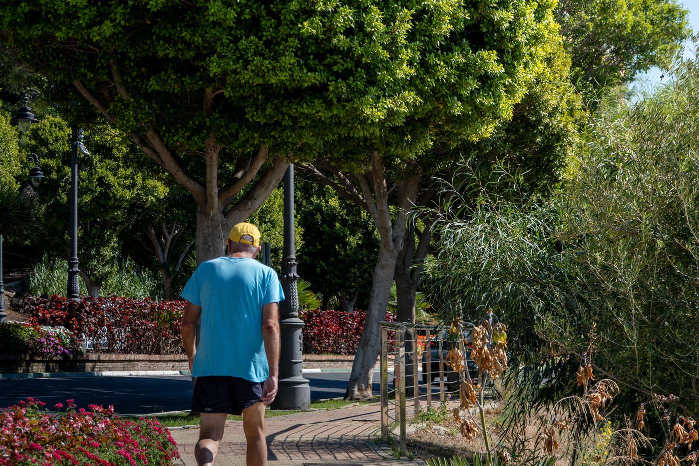 A person walking along a tree-lined path in a park